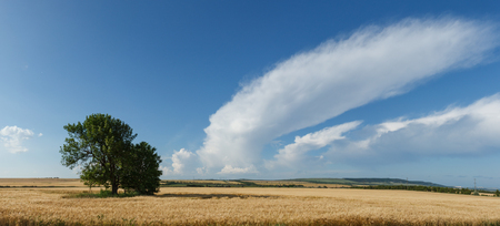Panorama wheat fieldの写真素材
