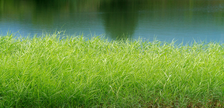 green reeds on Lakeの写真素材
