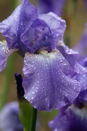 Amazing flower iris bloom beautiful close upの写真素材