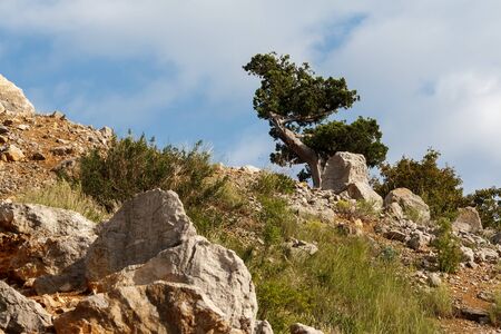 Lonely tree on the rockの写真素材