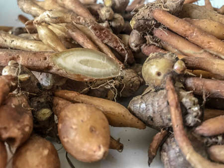 Close up shot of Finger-roots with one cut open on white background.の写真素材