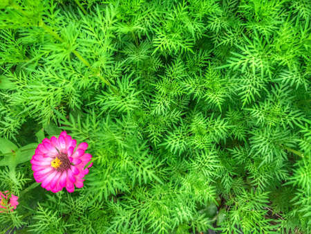 Yellow cosmos bush with a blooming pink Zinnia flower.の写真素材