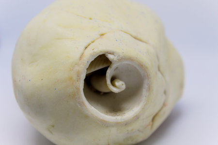 Large Seashell Close Upの写真素材