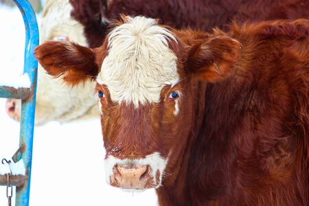 Cows in Winterの写真素材