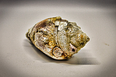 Seashells