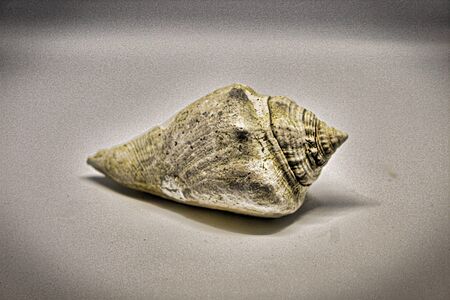 Seashellsの写真素材