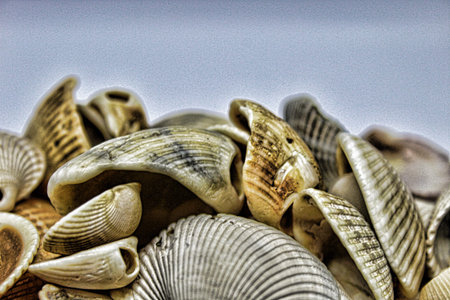 Seashells