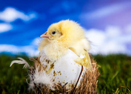 Easterの写真素材