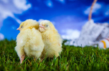 Easterの写真素材