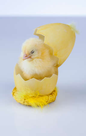 Easter, Egg, Chicken, Rabbit, Bunnyの写真素材