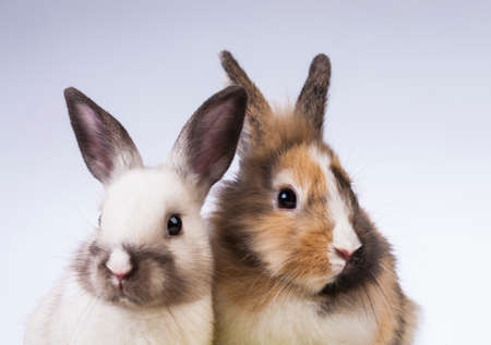 Easter, Egg, Chicken, Rabbit, Bunnyの写真素材