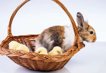 Easter, Egg, Chicken, Rabbit, Bunnyの写真素材