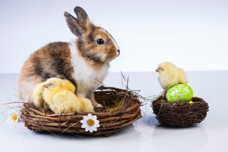 Easter, Egg, Chicken, Rabbit, Bunny