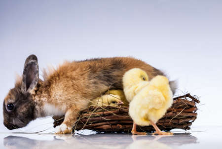 Easter, Egg, Chicken, Rabbit, Bunnyの写真素材