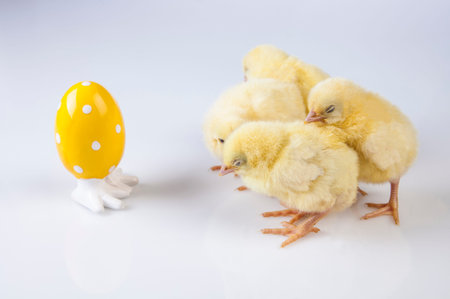 Easter, Egg, Chicken, Rabbit, Bunny