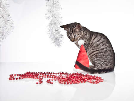 christmas cat with a christmas tree and presentの写真素材