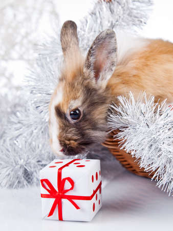 christmas rabbit with a Christmas tree and presentの写真素材