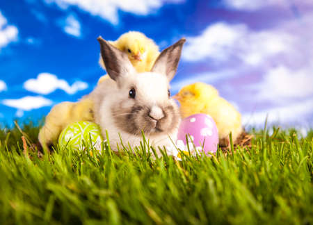 Easter chicken and rabbit on the grassの写真素材