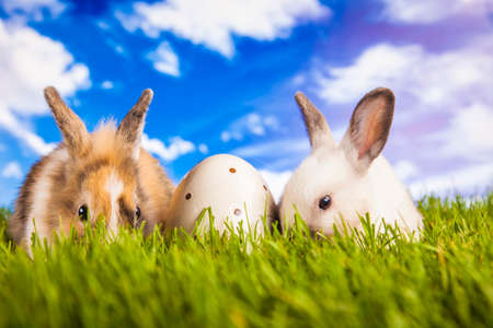 Easter rabbit on the grassの写真素材