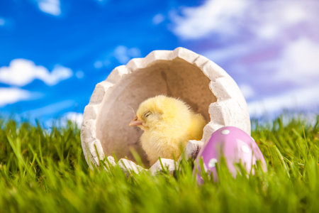 Easter chicken on the grass