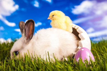 Easter chicken and rabbit on the grass