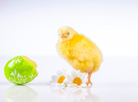 Easter chicken on the white background