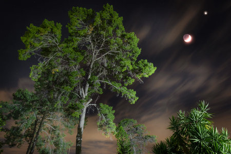 night landscape with trees and moon crescent. tall tree in the night and clouds with moon in the...