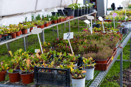 Interior of plastic greenhouses in Israel with rows of potted seedlings on nursery benches, showing...