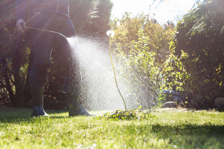 Spraying weeds in the garden against a dandelionの写真素材