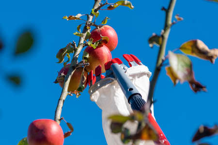 Harvesting apples with a fruit picker.の写真素材