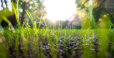 Irrigation on a turf of new grass.の写真素材