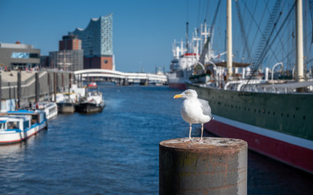 A seagull at the Hamburg harbor in front of the opera house.の写真素材