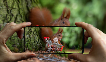 Man takes a picture of a European red squirrel collecting hazelnuts in a shopping trolley.の写真素材