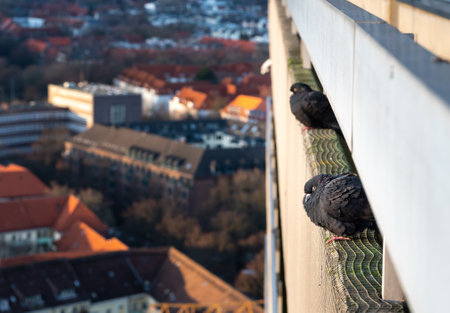 Two pigeons enjoying the evening sun on a balcony.の写真素材