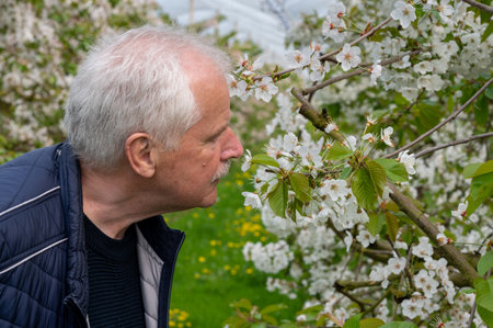 Cherry trees in full bloom in Germany. Farmer inspecting the orchard.の写真素材
