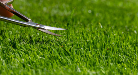 Symbol for a perfectionist who cuts the lawn with small scissors.の写真素材