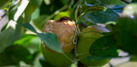 Apple with fungal disease on an apple tree.の写真素材