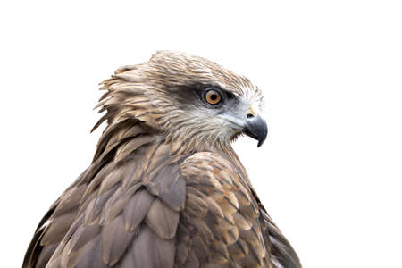 falcon on a white backgroundの写真素材