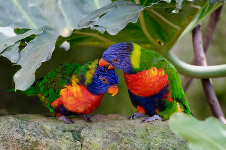 Colorful parrots scratching each others headsの写真素材