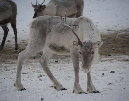 Don't mind being different. Reindeer with only half of its antllers.の写真素材