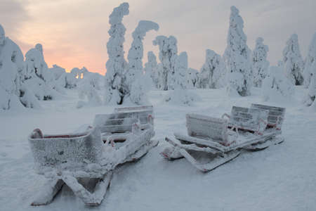 Sleds covered with frost in a snowy landscape in Laplandの写真素材