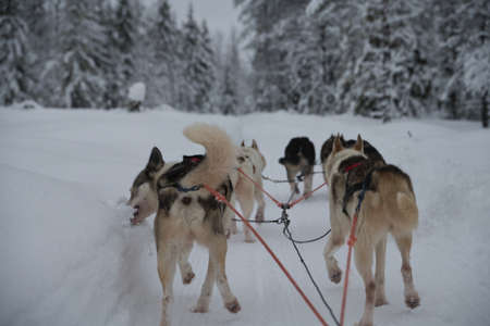 Husky having a quick bite in the snow to quench his thirst.の写真素材
