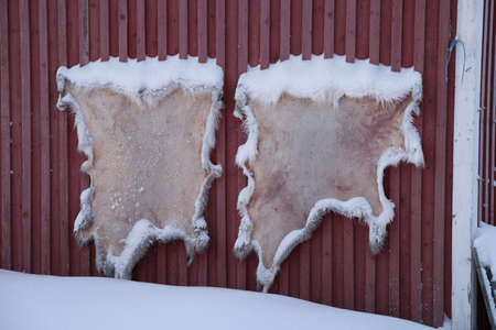 Reindeer skins stretched out on a farm wallの写真素材
