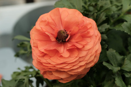 Orange ranunculus flowerの写真素材