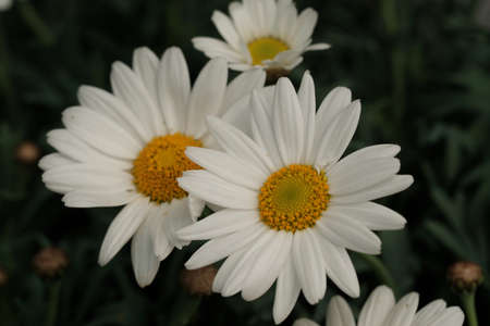 close-up of a regular white and yellow daisyの写真素材