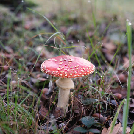 poisonous fly agaric mushroom with the typical white dotsの写真素材