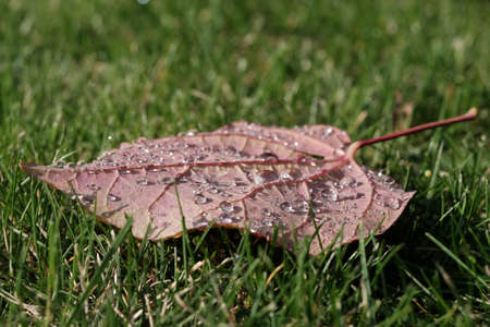 morning dewdrops on a fallen leafの写真素材