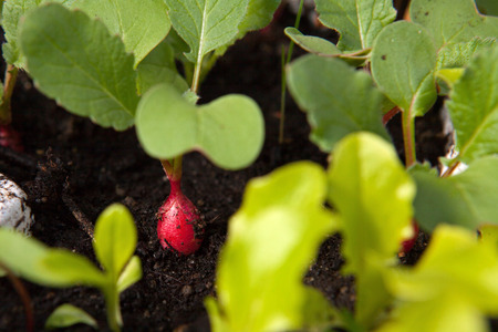 Young radish seedlingsの写真素材