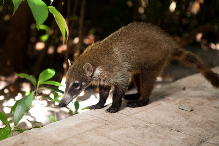 Very cute Whitenosed Coatiの写真素材