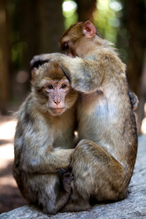 barbary apes